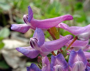 Corydalis solida (Papaveraceae)  - Corydale solide - Bird-in-a-Bush Lozere [France] 23/04/2003 - 1450m