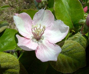Cydonia oblonga (Rosaceae)  - Cognassier commun, Coing - Quince Gard [France] 16/04/2003 - 440mesp?ce introduite, originaire d'Asie centrale, ici dans un ancien verger.