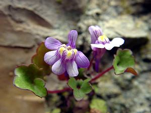 Cymbalaria muralis (Plantaginaceae)  - Cymbalaire des murs, Ruine de Rome - Ivy-leaved Toadflax Lozere [France] 14/04/2003 - 460m