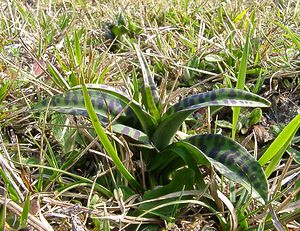 Dactylorhiza fuchsii (Orchidaceae)  - Dactylorhize de Fuchs, Orchis de Fuchs, Orchis tacheté des bois, Orchis de Meyer, Orchis des bois - Common Spotted-orchid Pas-de-Calais [France] 05/04/2003 - 150m