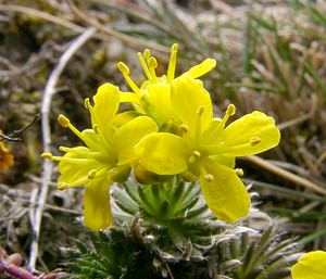 Draba aizoides (Brassicaceae)  - Drave faux aizoon - Yellow Whitlowgrass Lozere [France] 15/04/2003 - 1110m