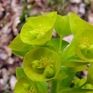 Euphorbia amygdaloides (Euphorbiaceae)  - Euphorbe faux amandier, Euphorbe des bois, Herbe à la faux - Wood Spurge Lozere [France] 15/04/2003 - 460m