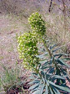 Euphorbia characias (Euphorbiaceae)  - Euphorbe characias, Euphorbe des vallons - Mediterranean Spurge Gard [France] 16/04/2003 - 470m