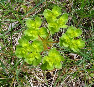 Euphorbia helioscopia (Euphorbiaceae)  - Euphorbe réveil matin, Herbe aux verrues - Sun Spurge Lozere [France] 15/04/2003 - 460m