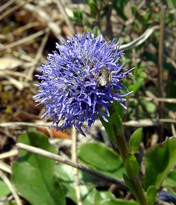 Globularia bisnagarica (Plantaginaceae)  - Globulaire ponctuée, Globulaire de Willkomm, Globulaire de Bisnagar Gard [France] 16/04/2003 - 440m