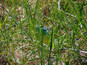 Lacerta bilineata (Lacertidae)  - Lézard à deux raies, Lézard vert occidental - Western Green Lizard Gard [France] 18/04/2003 - 470m