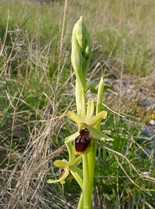 Ophrys araneola sensu auct. plur. (Orchidaceae)  - Ophrys litigieux Gard [France] 16/04/2003 - 290m