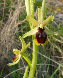 Ophrys araneola sensu auct. plur. (Orchidaceae)  - Ophrys litigieux Gard [France] 16/04/2003 - 290m