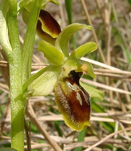 Ophrys araneola sensu auct. plur. (Orchidaceae)  - Ophrys litigieux Pas-de-Calais [France] 05/04/2003 - 160m