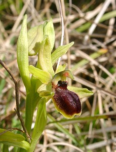 Ophrys araneola sensu auct. plur. (Orchidaceae)  - Ophrys litigieux Pas-de-Calais [France] 05/04/2003 - 160m