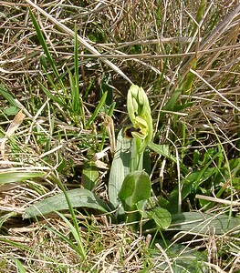 Ophrys araneola sensu auct. plur. (Orchidaceae)  - Ophrys litigieux Pas-de-Calais [France] 05/04/2003 - 160m