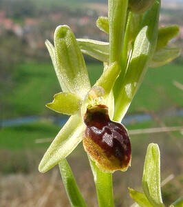 Ophrys araneola sensu auct. plur. (Orchidaceae)  - Ophrys litigieux Pas-de-Calais [France] 05/04/2003 - 90m