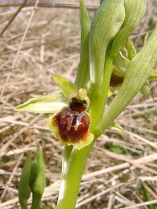 Ophrys araneola sensu auct. plur. (Orchidaceae)  - Ophrys litigieux Pas-de-Calais [France] 05/04/2003 - 90m