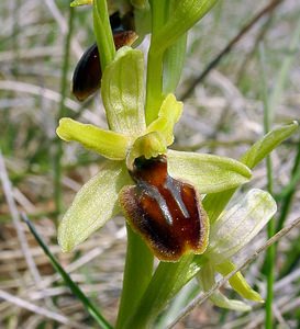 Ophrys aranifera (Orchidaceae)  - Ophrys araignée, Oiseau-coquet - Early Spider-orchid Herault [France] 17/04/2003 - 630m