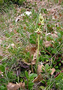 Ophrys aranifera (Orchidaceae)  - Ophrys araignée, Oiseau-coquet - Early Spider-orchid Lozere [France] 24/04/2003 - 460m