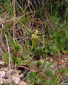 Ophrys aranifera (Orchidaceae)  - Ophrys araignée, Oiseau-coquet - Early Spider-orchid Lozere [France] 14/04/2003 - 460m