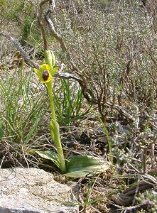 Ophrys lutea (Orchidaceae)  - Ophrys jaune Herault [France] 16/04/2003 - 200m