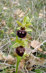 Ophrys passionis (Orchidaceae)  - Ophrys de la Passion Herault [France] 17/04/2003 - 630m