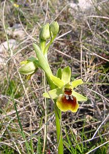 Ophrys virescens (Orchidaceae)  - Ophrys verdissant Herault [France] 16/04/2003 - 200m