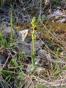 Ophrys virescens (Orchidaceae)  - Ophrys verdissant Gard [France] 16/04/2003 - 290m