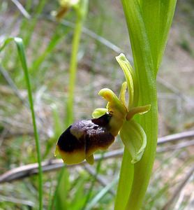 Ophrys x fabrei (Orchidaceae)  - Ophrys de FabreOphrys aymoninii x Ophrys virescens. Lozere [France] 24/04/2003 - 460m