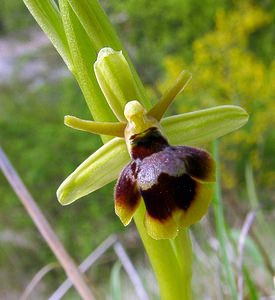 Ophrys x fabrei (Orchidaceae)  - Ophrys de FabreOphrys aymoninii x Ophrys virescens. Lozere [France] 24/04/2003 - 460m