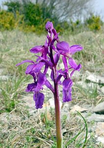 Orchis mascula (Orchidaceae)  - Orchis mâle - Early-purple Orchid Herault [France] 17/04/2003 - 630m