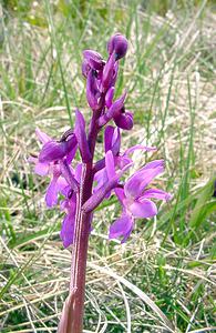 Orchis mascula (Orchidaceae)  - Orchis mâle - Early-purple Orchid Herault [France] 17/04/2003 - 630m