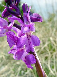 Orchis mascula (Orchidaceae)  - Orchis mâle - Early-purple Orchid Herault [France] 17/04/2003 - 630m