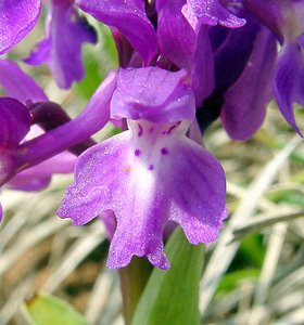 Orchis mascula (Orchidaceae)  - Orchis mâle - Early-purple Orchid Herault [France] 17/04/2003 - 630m