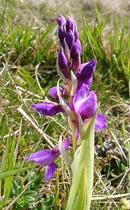 Orchis mascula (Orchidaceae)  - Orchis mâle - Early-purple Orchid Pas-de-Calais [France] 05/04/2003 - 90m