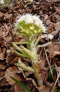 Petasites albus (Asteraceae)  - Pétasite blanc - White Butterbur Lozere [France] 15/04/2003 - 1450m