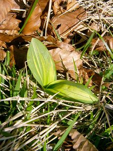 Platanthera chlorantha (Orchidaceae)  - Platanthère à fleurs verdâtres, Orchis vert, Orchis verdâtre, Plalatanthère des montagnes, Platanthère verdâtre - Greater Butterfly-orchid Pas-de-Calais [France] 05/04/2003 - 90m