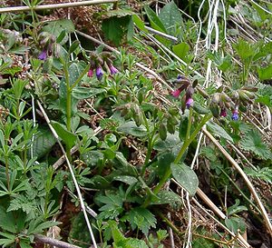 Pulmonaria officinalis (Boraginaceae)  - Pulmonaire officinale Cantal [France] 25/04/2003 - 900m