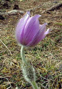 Pulsatilla vulgaris (Ranunculaceae)  - Pulsatille commune, Anémone pulsatille - Pasqueflower Lozere [France] 14/04/2003 - 880m