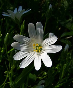 Rabelera holostea (Caryophyllaceae)  - Stellaire holostée - Greater Stitchwort Gard [France] 22/04/2003 - 610m