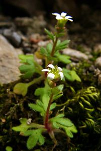 Saxifraga tridactylites (Saxifragaceae)  - Saxifrage à trois doigts, Petite saxifrage - Rue-leaved Saxifrage Lozere [France] 14/04/2003 - 460m