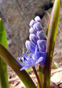 Scilla bifolia (Asparagaceae)  - Scille à deux feuilles, Étoile bleue - Alpine Squill Lozere [France] 23/04/2003 - 1450m