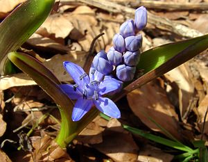 Scilla bifolia (Asparagaceae)  - Scille à deux feuilles, Étoile bleue - Alpine Squill Lozere [France] 23/04/2003 - 1450m