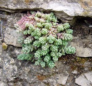 Sedum dasyphyllum (Crassulaceae)  - Orpin à feuilles poilues, Orpin à feuilles serrées, Orpin à feuilles épaisses - Thick-leaved Stonecrop Herault [France] 17/04/2003 - 670m