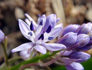 Tractema lilio-hyacinthus (Asparagaceae)  - Scille lis-jacinthe Cantal [France] 25/04/2003 - 900m
