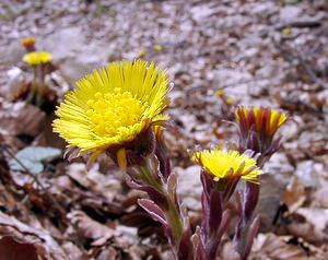 Tussilago farfara (Asteraceae)  - Tussilage pas-d'âne, Tussilage, Pas-d'âne, Herbe de Saint-Quirin - Colt's-foot Lozere [France] 23/04/2003 - 1450m