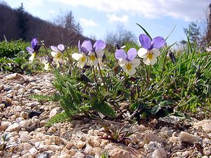 Viola tricolor (Violaceae)  - Violette tricolore, Pensée sauvage, Pensée tricolore - Wild Pansy Gard [France] 23/04/2003 - 1190m