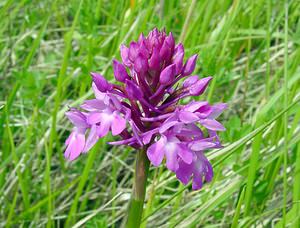 Anacamptis pyramidalis (Orchidaceae)  - Orchis pyramidal - Pyramidal Orchid Aisne [France] 25/05/2003 - 150m