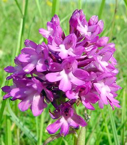 Anacamptis pyramidalis (Orchidaceae)  - Orchis pyramidal - Pyramidal Orchid Cote-d'Or [France] 31/05/2003 - 420m