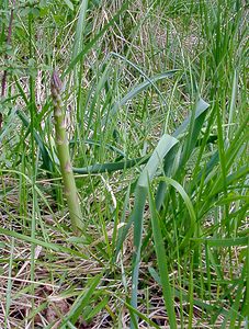 Asparagus officinalis (Asparagaceae)  - Asperge officinale, Asperge, Asparagus - Asparagus Aisne [France] 01/05/2003 - 110m
