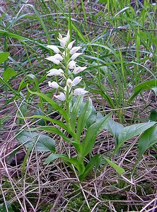 Cephalanthera longifolia (Orchidaceae)  - Céphalanthère à feuilles longues, Céphalanthère à longues feuilles, Céphalanthère à feuilles en épée - Narrow-leaved Helleborine Seine-Maritime [France] 10/05/2003 - 180m