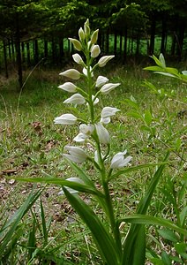 Cephalanthera longifolia (Orchidaceae)  - Céphalanthère à feuilles longues, Céphalanthère à longues feuilles, Céphalanthère à feuilles en épée - Narrow-leaved Helleborine Seine-Maritime [France] 10/05/2003 - 180m