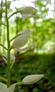 Cephalanthera longifolia (Orchidaceae)  - Céphalanthère à feuilles longues, Céphalanthère à longues feuilles, Céphalanthère à feuilles en épée - Narrow-leaved Helleborine Aisne [France] 25/05/2003 - 130m