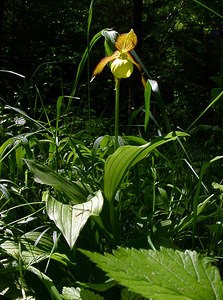 Cypripedium calceolus (Orchidaceae)  - Sabot-de-Vénus - Lady's-slipper Cote-d'Or [France] 29/05/2003 - 370m